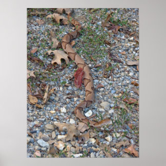Copperhead Snake sretched out at dusk Poster