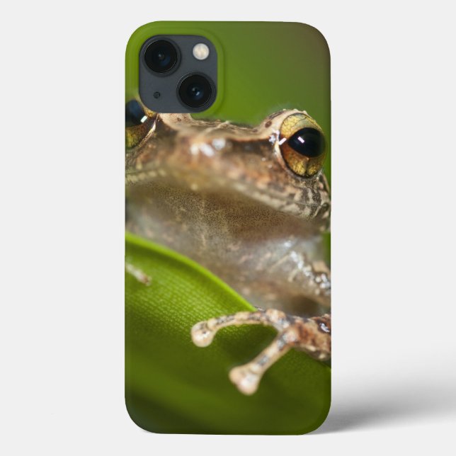 Coqui comum, coqui do Eleutherodactylus, EL (Verso)