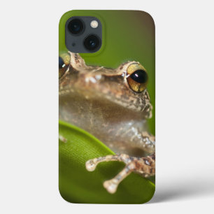 Coqui comum, coqui do Eleutherodactylus, EL