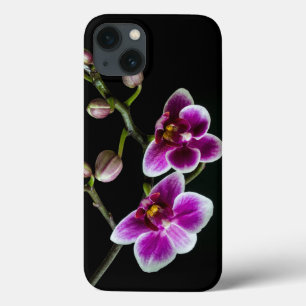 Cor branca rosa do ramo orquídeo em preto-claro