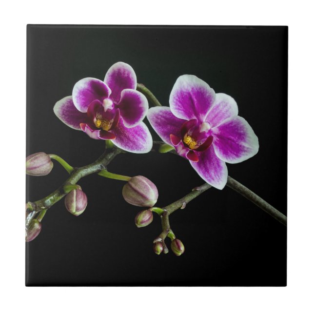 Cor branca rosa-orquídea em preto pálido e suave (Frente)