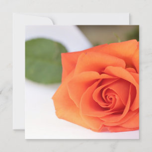 Cor Brilhante Rosa Laranja Sua Placa Plana De Text