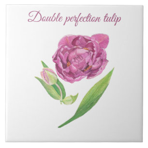 Cor de água botânica da tulipa de dupla perfeição