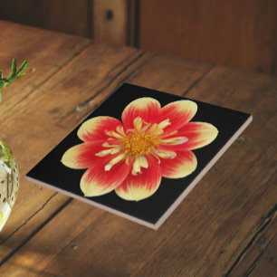 Cor de laranja e amarelo Dahlia Floral