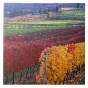 Cor de queda intensa de vermelho e amarelo em Gehr