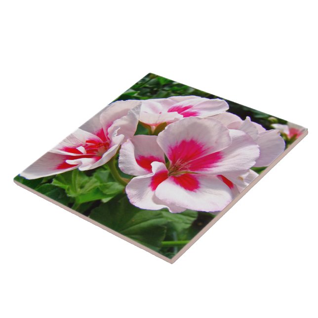Cor-de-rosa e vermelho Geranium Floral (Lateral)