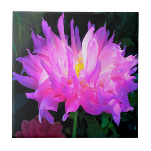 Cor-de-rosa estonteante e cacto roxo Dahlia