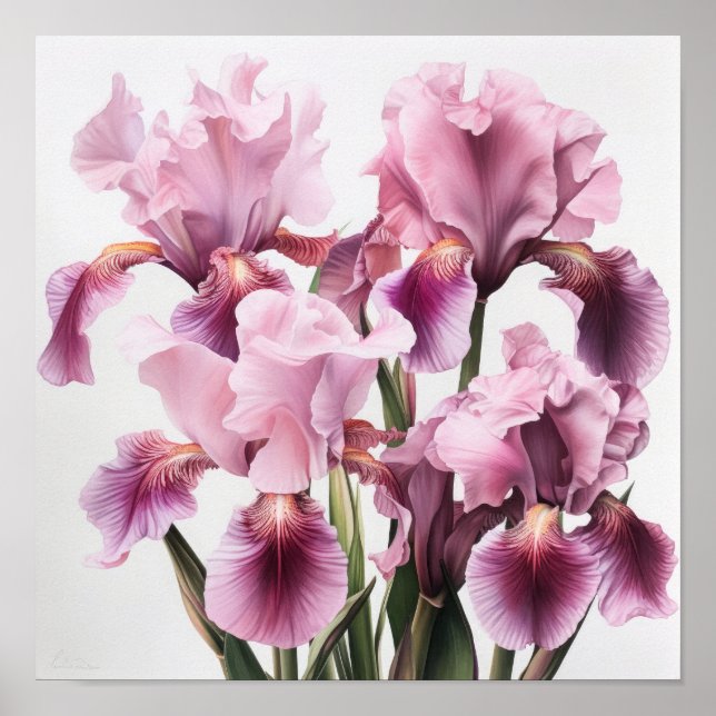 Cor-de-rosa irrissa Impressão de arte floral (Frente)