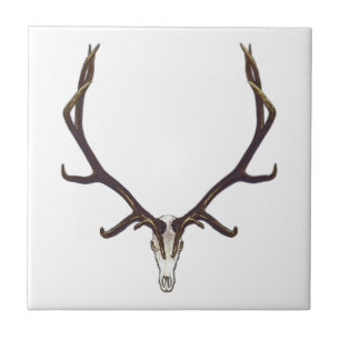 Cor do crânio dos alces de Bull