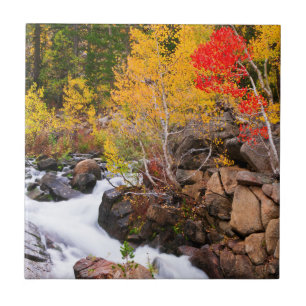 Cor do outono ao longo do Bishop Creek, CA