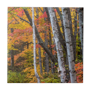 Cor Do Outono Na Floresta Perto Do Porto De Cobre