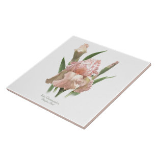 Cora a íris cor-de-rosa