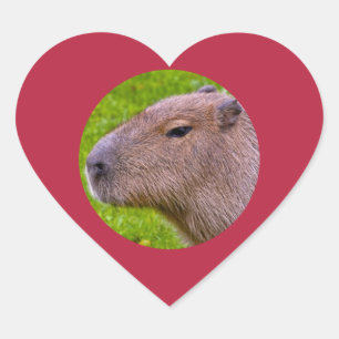 Coração Adesivo de Capivara