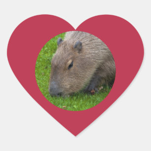 Coração Adesivo de Capivara