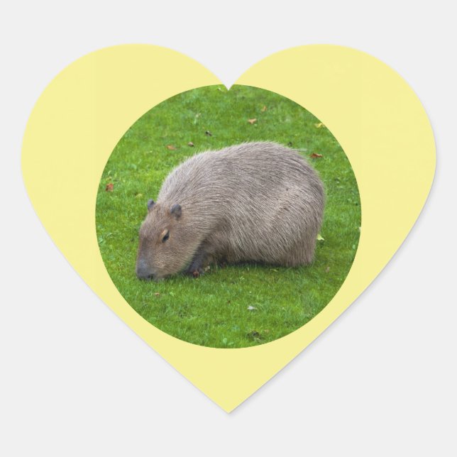 Coração Adesivo de Capivara (Frente)