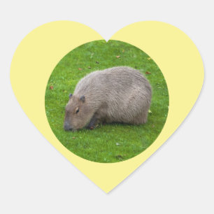 Coração Adesivo de Capivara