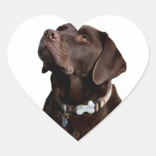 Coração Adesivo de Labrador Retriever Preto Marrom Amor