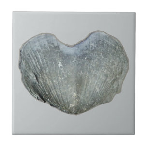 Coração de Brachiopod