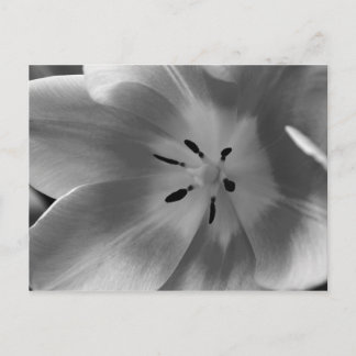 Coração de uma Tulipa em Cartão Postal Monocromáti