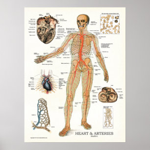 Coração e Artérias Anatomia Humana Poster 18 X 24