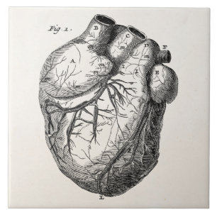 Corações cardíacos retros da anatomia do coraç