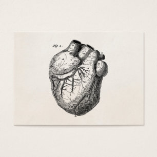 Corações cardíacos retros da anatomia do coraç