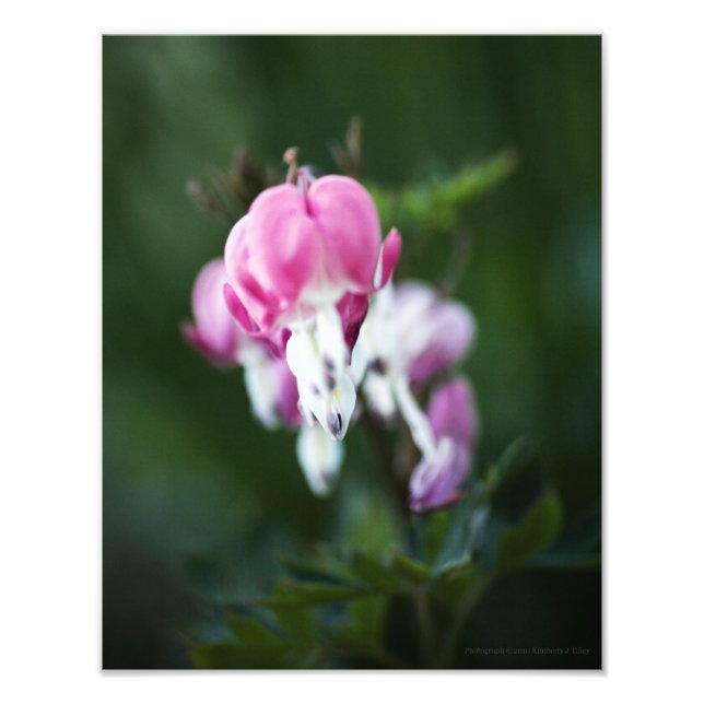 Corações Quebrados Alinham Foto (Frente)