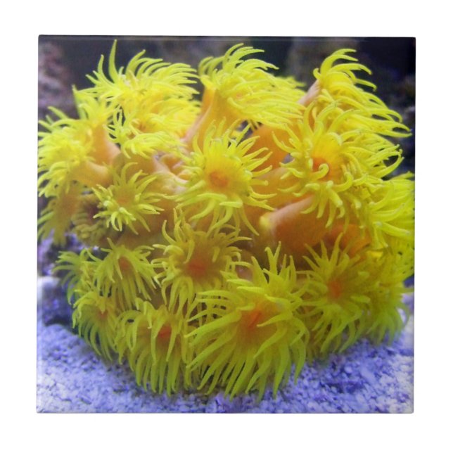 Coral alaranjado de Sun (Frente)