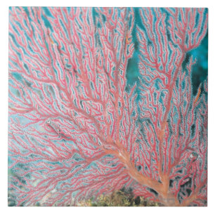 Coral de Gorgonian 3