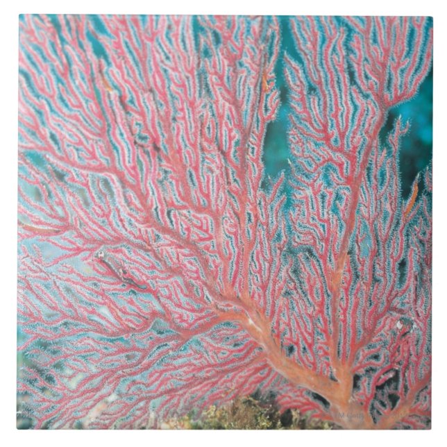 Coral de Gorgonian 3 (Frente)