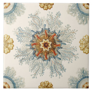 Coral Mandala