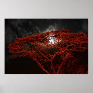 Coral Monkeypod e a Poster da Lua