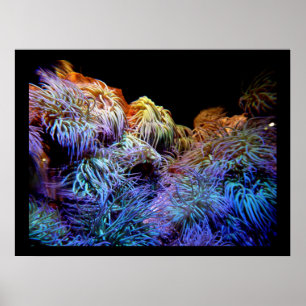 Coral o mar de posters subaquáticos dos animais
