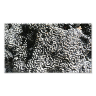 Coral Preto e Branco I Foto Abstrata da Natureza