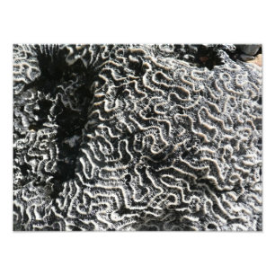 Coral Preto e Branco I Foto Abstrata da Natureza