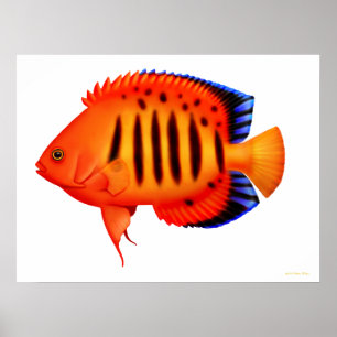 Coral Reef Flame Angelfish Poster