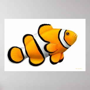 Coral Reef Percula Poster