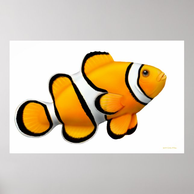 Coral Reef Percula Poster (Frente)