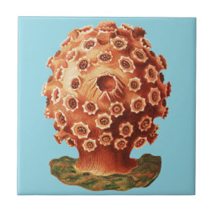 Coral Vermelho Náutico Vida Marinha Ernst Haeckel