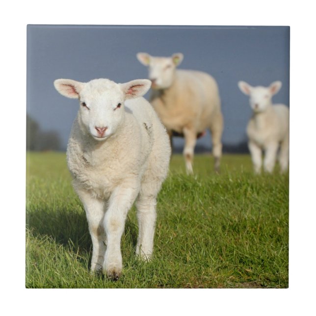 Cordeiro curioso (Frente)