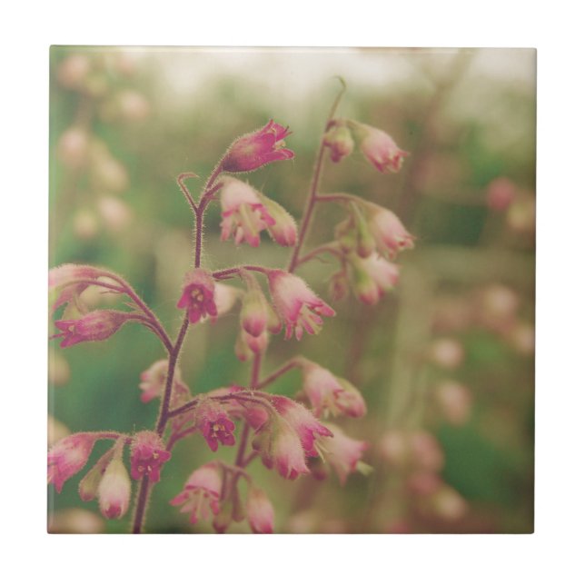 Corelbeldes, Flores de Mola (Frente)