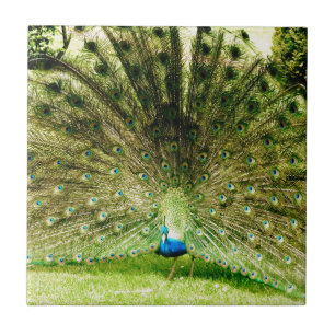 Cores de Exibição de Peacock