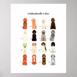 Cores de Goldendoodle poster