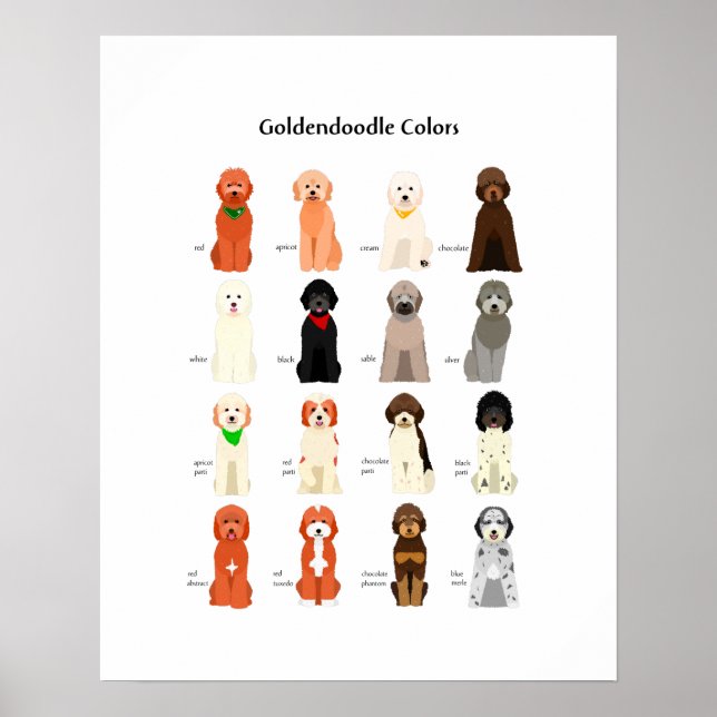 Cores de Goldendoodle poster (Frente)