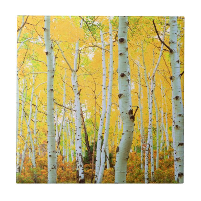 Cores de outono das árvores Aspen 1 (Frente)