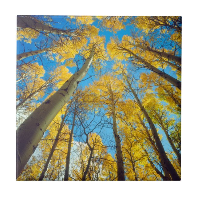 Cores de outono das árvores Aspen 2 (Frente)