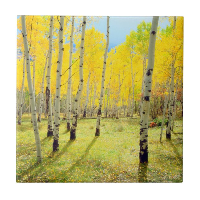 Cores de outono das árvores Aspen 4 (Frente)