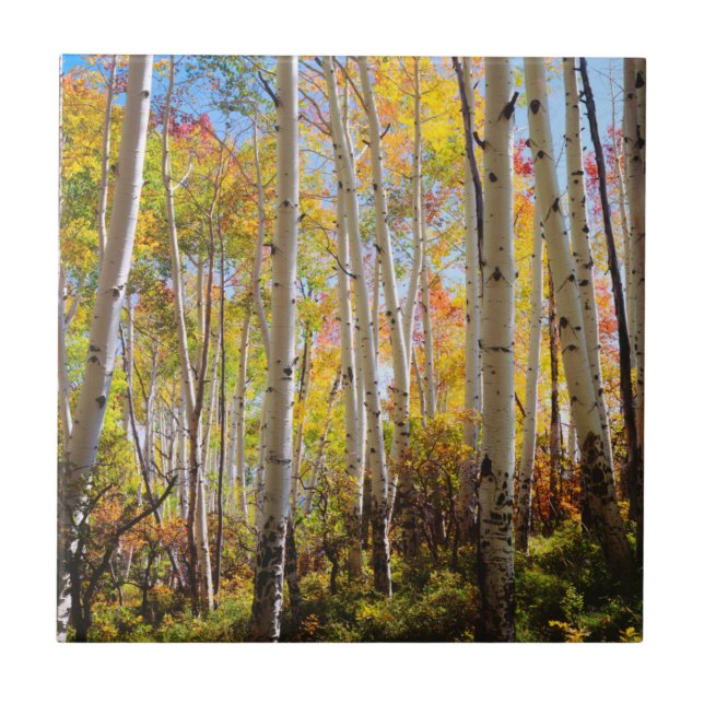 Cores de outono das árvores Aspen 5 (Frente)