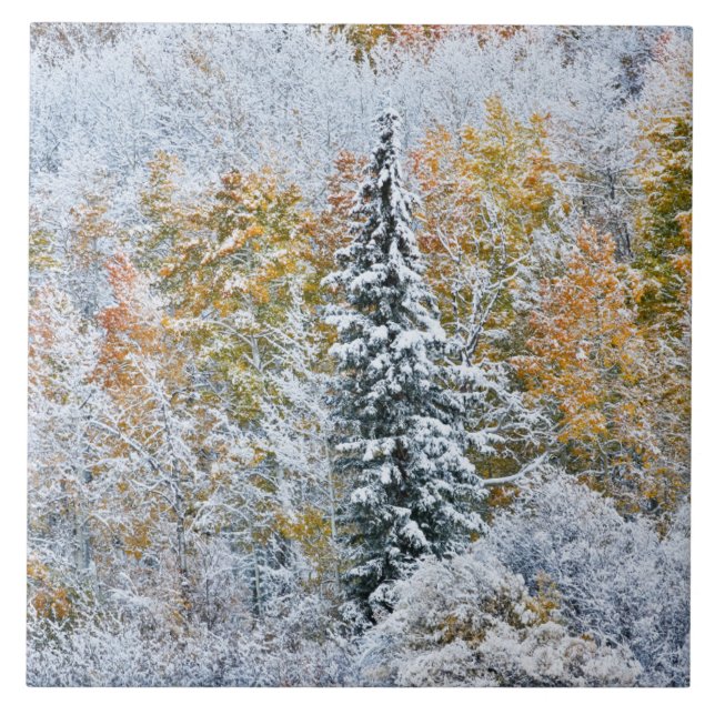 Cores de Outono de Aspens & Neve Keebler Pass (Frente)