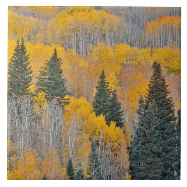 Cores de outono em Aspen Groves (Frente)